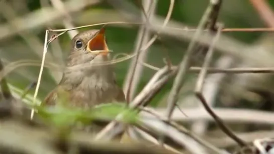 Утреннее пение соловья Thrush Nightingale song Спів солов’я - 4,9 МБ