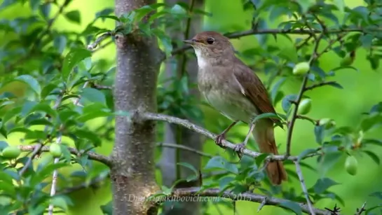 Пение соловья Singing nightingale - 12,1 МБ