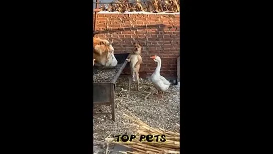 🐈 Остановите, я сойду! 🐕 Видео смешных собак и котов для хорошего настроения!