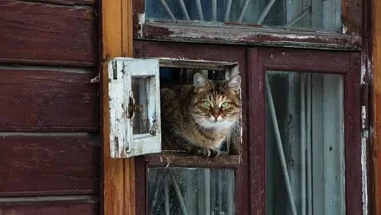 Ей не с кем оставить кота. Песня на стихи Веры Бутко Она не была в Эмиратах