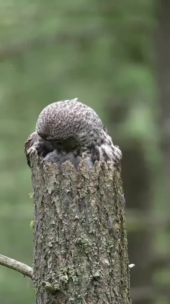 Видео от Виолетты Вальмонд