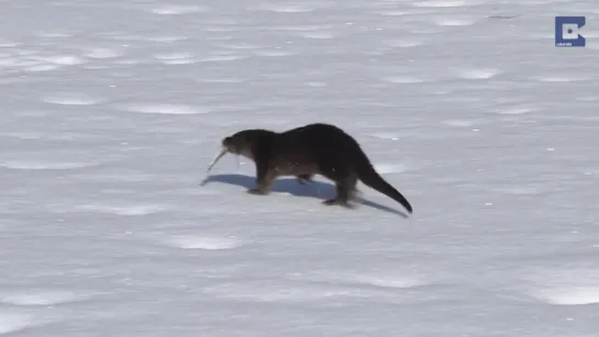 Man Becomes Friends With Otter