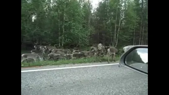 Angry daddy in Lapland