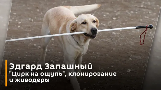 Эдгард Запашный. Собаки-поводыри, вакцинация питомцев и ловля осетровых