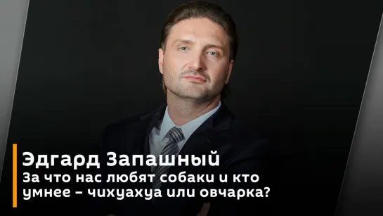 За что нас любят собаки и кто умнее – чихуахуа или овчарка?