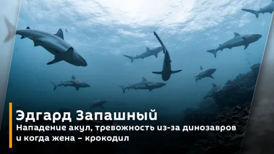 Нападение акул, тревожность из-за динозавров и когда жена – крокодил | Эдгард Запашный