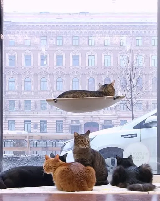 Котокафе