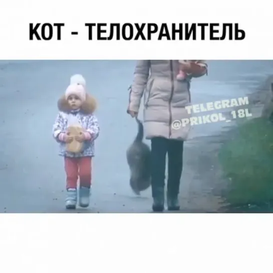 Кот телохранитель