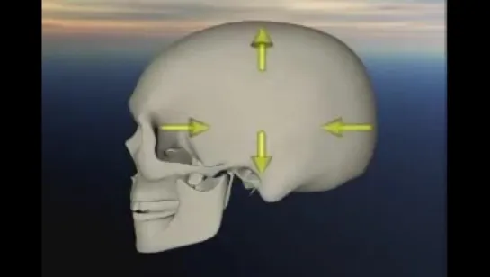 Краниосакральный ритм  в черепе