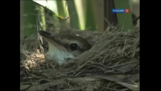 Страна птиц Тайная жизнь камышовок