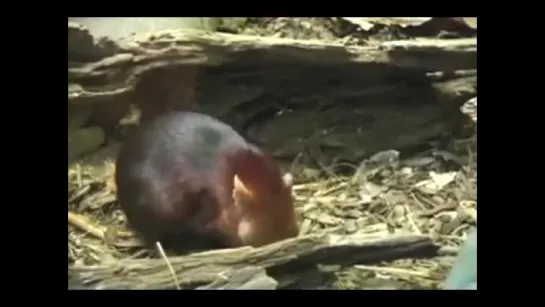 Black Elephant Shrew (Rhynchocyon petersi)