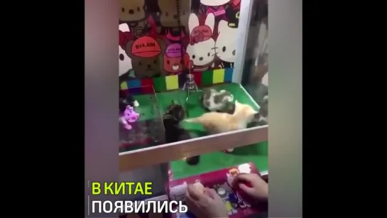 Игровой автомат с котятами: живые существа как игрушки