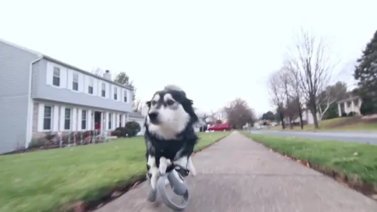 Derby the dog_ Running on 3D Printed Prosthetics