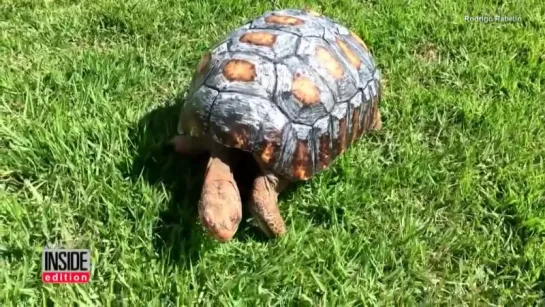 Tortoise Gets Hand-Painted 3D Printed Shell After Surviving Forest Fire