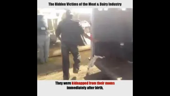 Baby Calves - The Hidden Victims of the Meat