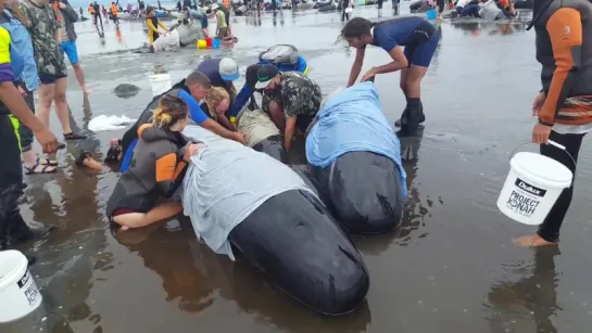 Farewell Spit whale stranding