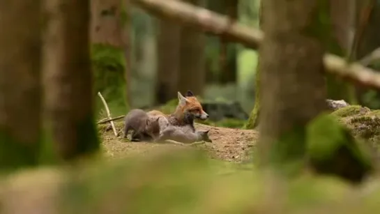 Wild Fox Family Playing in the Woods