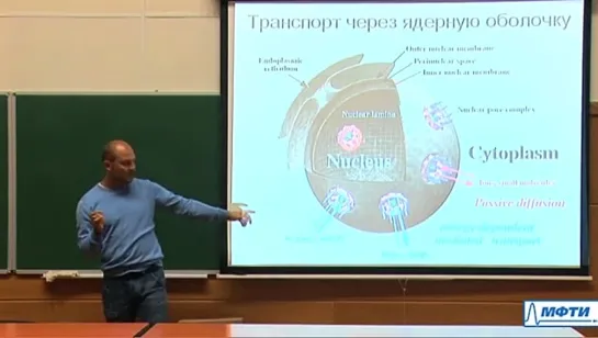 Лекция №1. Клеточная теория. Центральная догма молекулярной биологии. Строение клеточного ядра