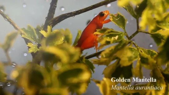 Golden mantella (Mantella aurantiaca)