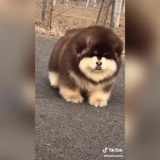 Super Fluffy Bouncy Bois