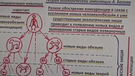 Инволюция. Многократное превращение людей в зверей. Белов