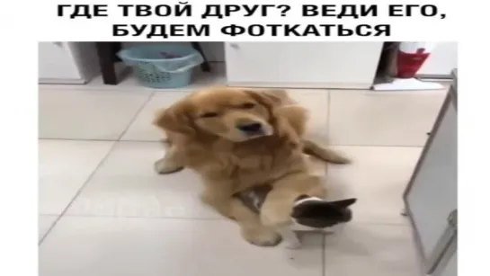 Где Твой Друг