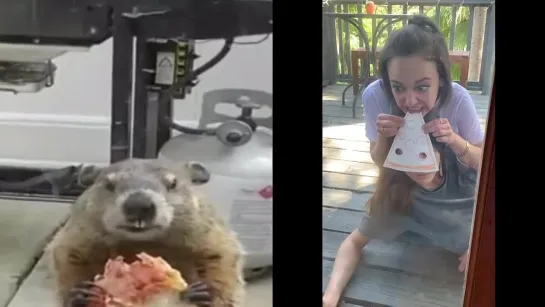 WE FOUND A PIZZA GROUNDHOG ON OUR DECK!!!   Alexandra Daddario