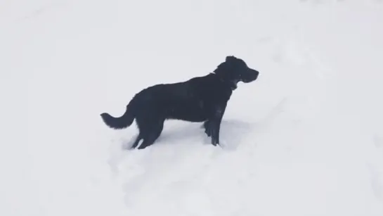 POWDER DOG