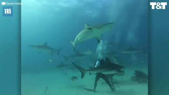 Group of divers capture moment they were surrounded by 50 sharks