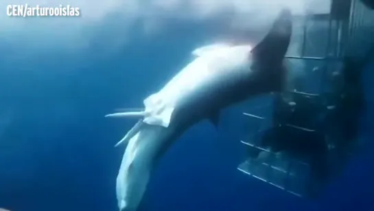 Great white shark dies after lunging at divers in cage and getting trapped