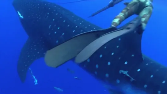 Китовая акула врезалась в зазевавшегося дайвера l Whale Shark Throws The Ultimate Surprise When It Crashes Into Diver