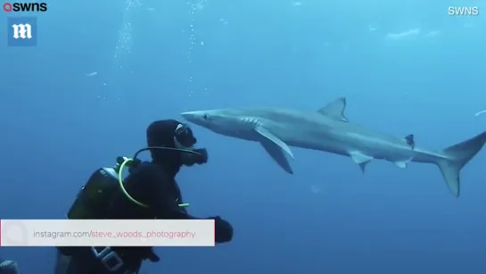 "Поцелуй" акулы и дайвера попал на видео l Diver comes face to face with a shark and it KISSES him