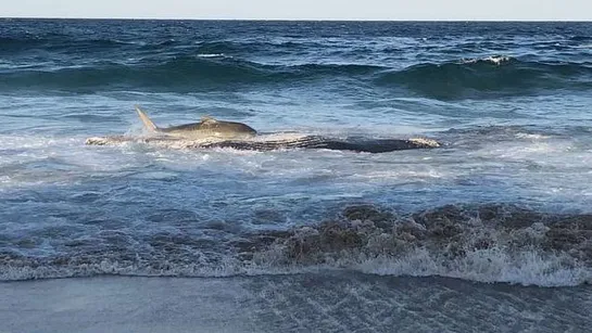 Тигровая акула выбросилась на берег, чтобы поесть I Tiger Shark Beaches Itself Onto Shore To Eat Whale Carcass