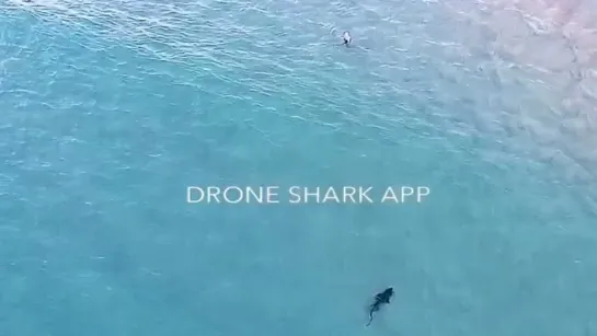 Drone shark app - This Shark came very close to swimmers and surfers