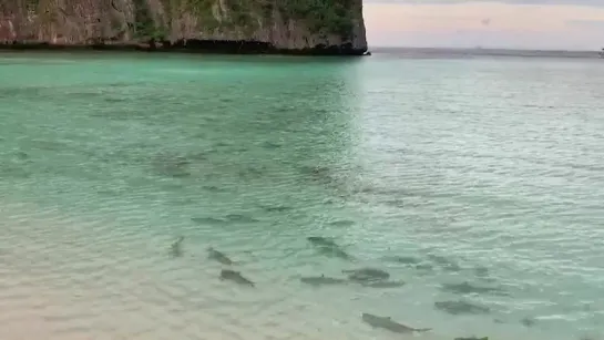 Сотни акул в заливе Майя Бэй в Таиланде l Blacktip reef sharks are welcome sight in Maya Bay