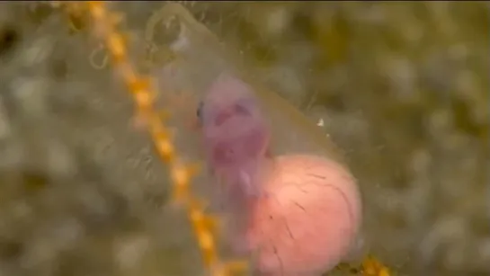 На глубине 250 метров эмбрион акулы l Baby shark inside the egg case