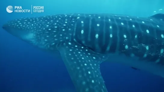 Китовые акулы на Галапагосских островах l Whale sharks in the Galapagos Islands