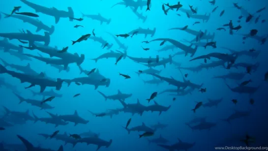 Сотня акул-молотов проплыла мимо дайверов I 100 Hammerhead Sharks Spotted By Divers