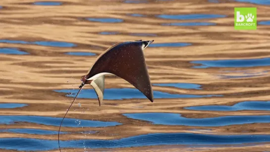 Amazing Aerial Drone Footage Of Leaping Mobula Rays