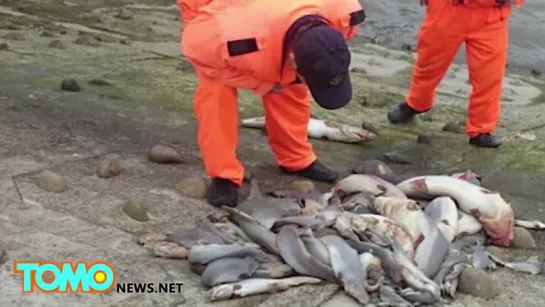 На берег Тайваня выбросило акул с отрезанными плавниками I savesharks.ru