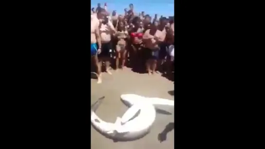 Baby Shark in pain rescued from selfie actions by Red Cross Bolnuevo  Mazarron Shark Spain