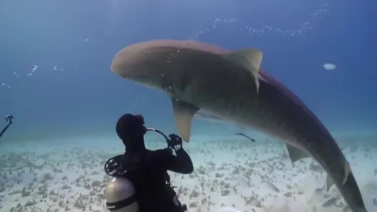 Tiger Shark Ballet with Vincent Canabal