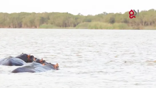 Бычья акула атаковала семейство бегемотов / Amazing Hippo vs Shark Interaction