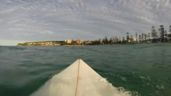 Большая белая акула кружит вокруг серфингиста / Great white shark circles around surfer