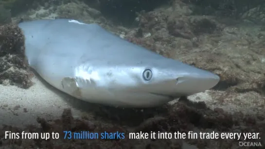 Tell Congress to stop the trade and sale of shark fins in the U.S #FinBanNow