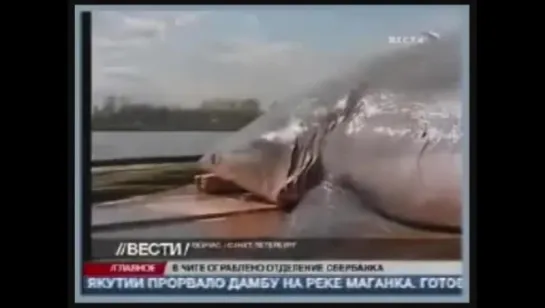 Акула заплыла в Неву Shark in Neva river