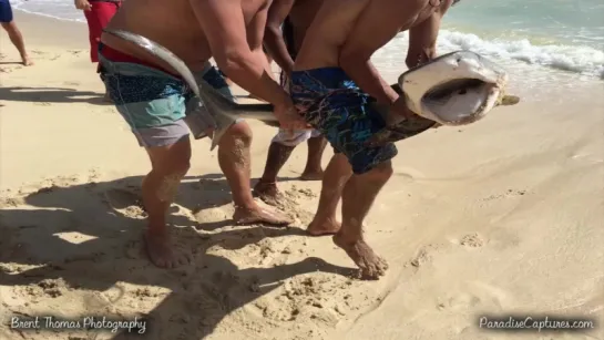 Tiger Shark Rescue at Sherwoods Beach, Waimanalo, Oahu, Hawaii on 2016