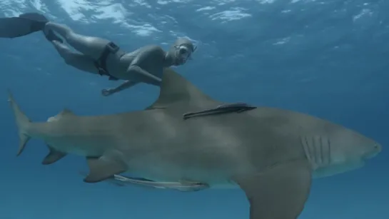 LESLEY ROCHAT FREEDIVING WITH SHARKS