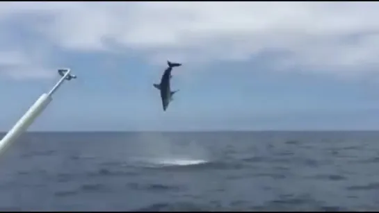 Fishermen Left in Disbelief as Hooked Shark Jumps Through the Air