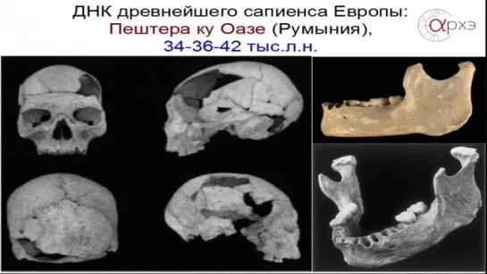 Дробышевский С.В. Палеоантропология: итоги 2015 года